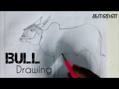 How to draw a Bull | நாட்டு மாடு | காளை | Pencil pen art | 2022 !