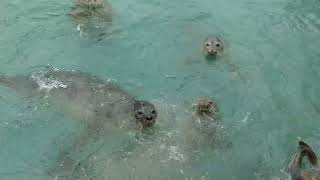 わっかりうむ稚内市ノシャップ寒流水族館ゴマフアザラシ餌やり体験