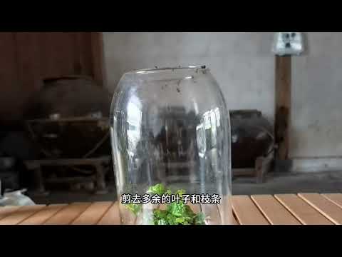楓葉薜荔種植