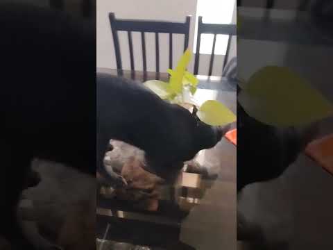 When you have a pet cat at home  🏡🐾🐈 it would be like this 😎funny#his Play time 🐾😻