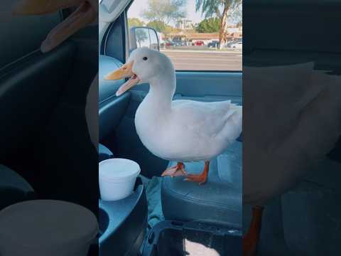 “Quack, Quack!!” (duck wants water)