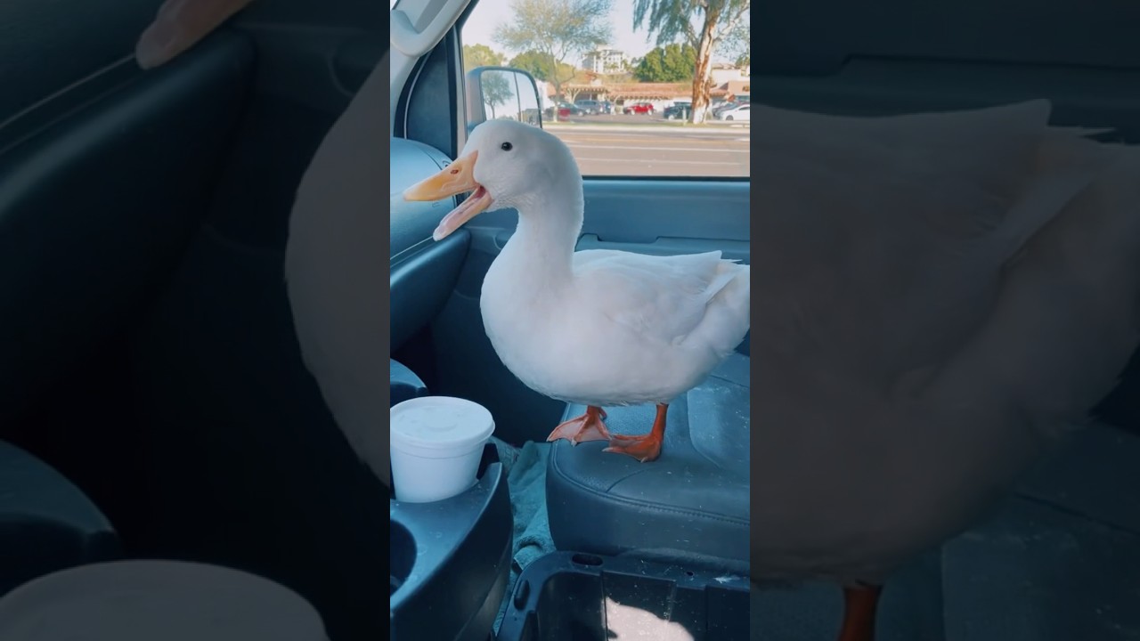 “Quack, Quack!!” (duck wants water)