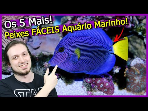 5 Peixes mais FÁCEIS para Aquário MARINHO! - Água Salgada