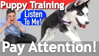How to Teach your Puppy to Listen When they Won&#39;t!