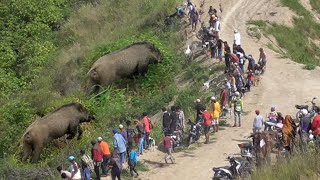 Download lagu AKHIRNYA !!! HAMA BAB1 HUTAN INI BERHAMBURAN KELUAR ||BERBURU DAN BERWISATA DI PUNCAK  AUR SERUMPUN mp3