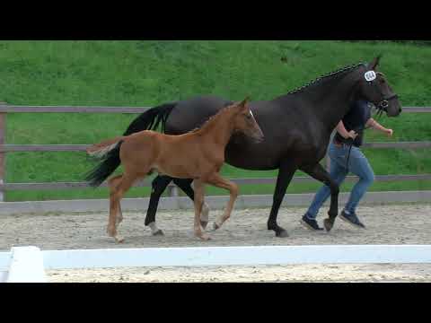 Hf v Vivino x Sandro Hit x Don Schufro 2020