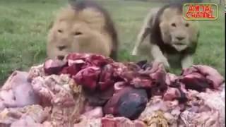 Hungry Animals Eating Like a Boss