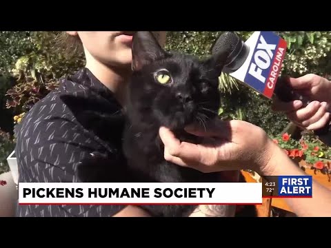 Four Legged Friends: Larry - YouTube