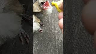 Download lagu kasih makan anak burung trucukan mp3 Download lagu kasih makan anak burung trucukan mp3