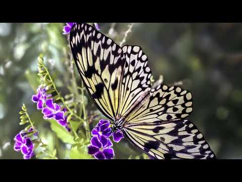 Opwekking 871 Laat de volken zingen 1B