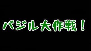 バジル大作戦！【家庭菜園】