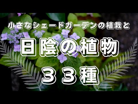 ジニアの病気に最も強い植物は何ですか
