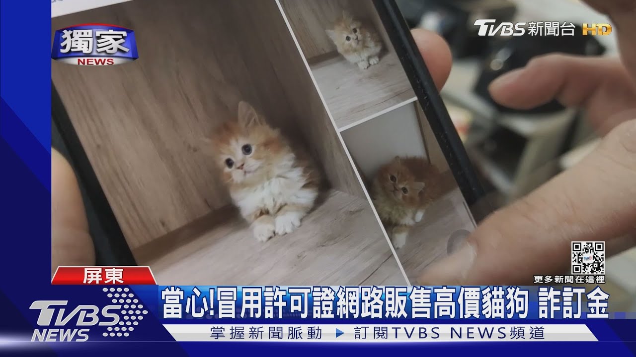 冒用寵物登記證po網賣高價貓 業者受害提告