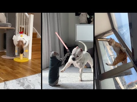 Fails of The Week  😂  EP:12  |  Funny Fails  | Fail Army