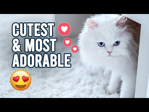 9 Interesting Facts About Persian Cats - Encyclopedia About Animals