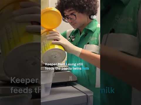 Panda twins Jia Jia and De De celebrate their first birthday | DW News