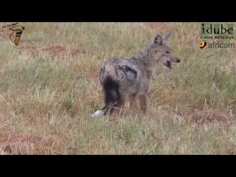 Side-Striped Jackal Catching Insects In The Grass