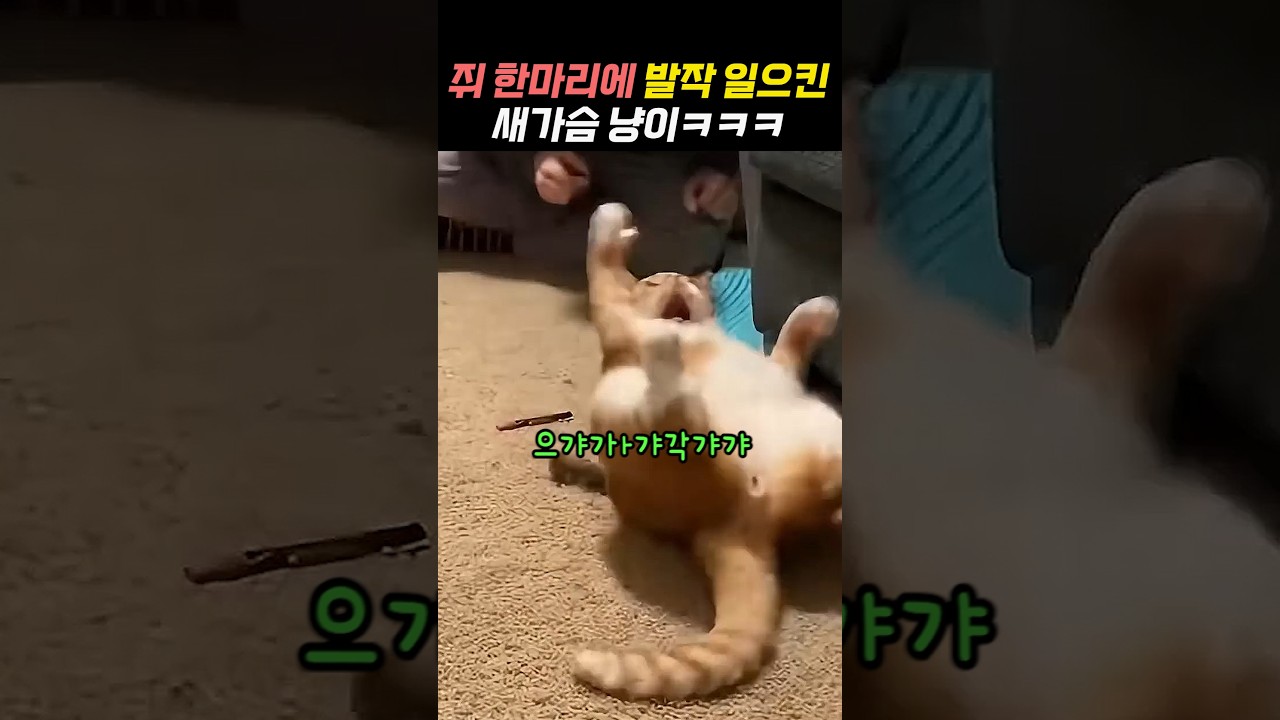 쥐 한마리에 발작 일으킨 새가슴 냥이ㅋㅋㅋㅋㅋ