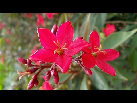 , title : 'How to Grow and Care Jatropha Plant || Fun Gardening