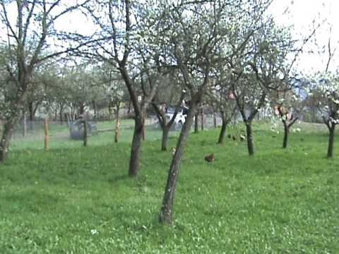 Pria, judeţul Sălaj......