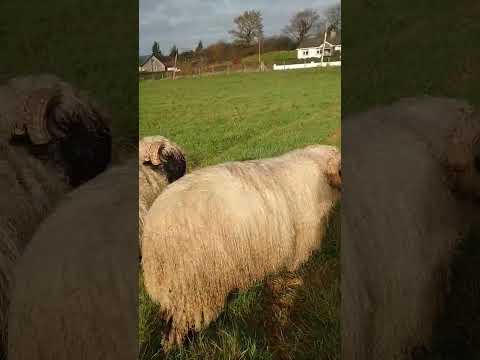 3 Mature Valais Blacknose Rams for Sale - Image 2
