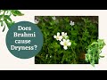 Best Medicine Forms Of Brahmi Bacopa For Vata Dosha