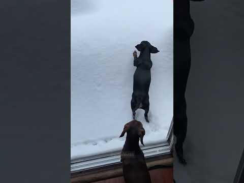 A Dog’s Obsession with Snow 🐶#dog #dogsoftiktok #doglover #funny #funnyvideos #foryou #fypage #fypツ