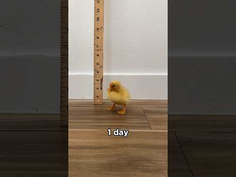 Ducks grow so fast #shorts #petducks