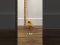 Ducks Grow So Fast Shorts Petducks