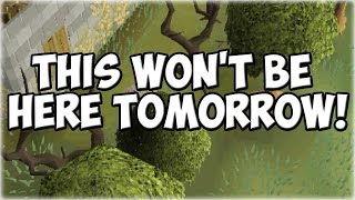 Bank Before GE + Saying Goodbye to North Varrock Forest