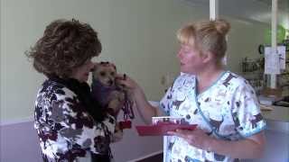 preview picture of video 'Welcome to Clover Hill Animal Hospital | Flemington, NJ'