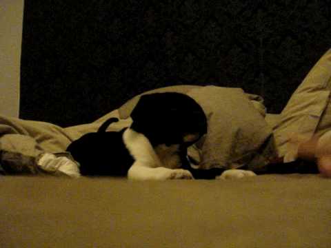 Broshan busar i sängen