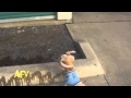 Chihuahua Wee Wee