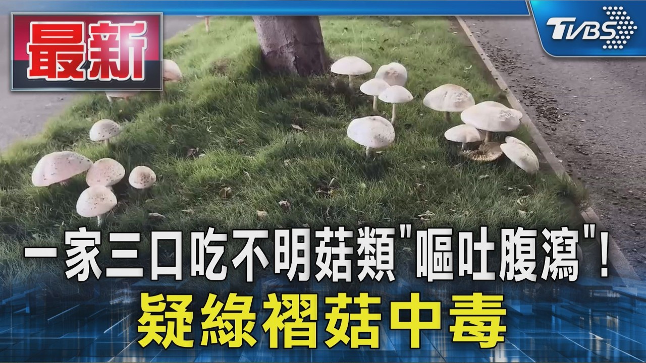 一家三口吃不明菇類「嘔吐腹瀉」! 疑綠褶菇中毒