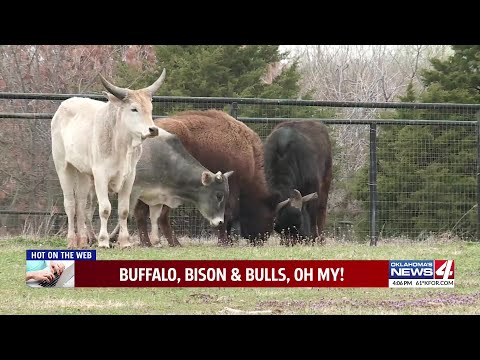 Bison, water buffalo, 2 bulls found wandering in Oklahoma City