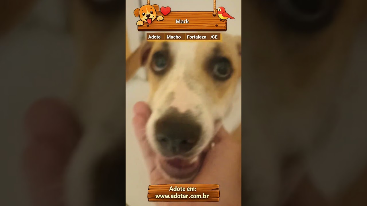 Cachorro raça SRD-ViraLata idade 1 ano nome Mark