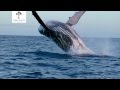 Wildes Brasilien Buckelwale Clip HD Deutsch German