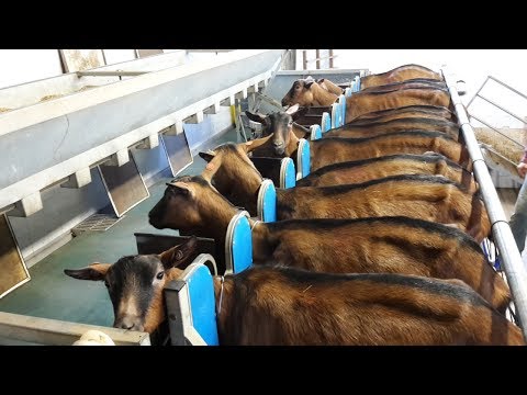 Acquistare patogeni polveri Come la crema influenzare la potenza