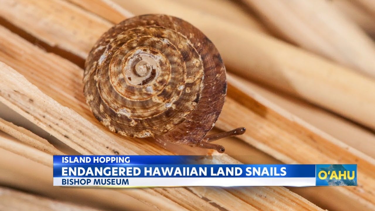 Rare Hawaiian snails return to Bishop Museum