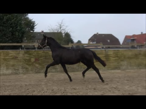 *2018 Stute von Quando Unico - Millennium SOLD!!!