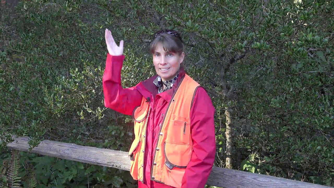 Ceanothus thyrsiflorus (blueblossom ceanothus), Rhamnaceae