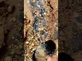 Traditional #goldmining  from black sand earning $9000 a day is easy #goldrush #goldpanning #gold