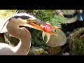 Heron Eats Goldfish FYV