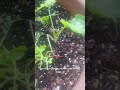 Day 34 of growing radish