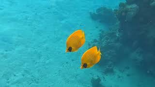 Utopia Blue Marsa Alam 10/2026
