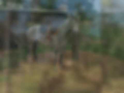 Os cavalos do meus amigos