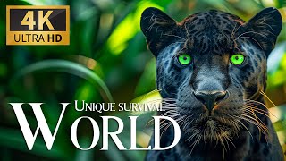 Unique Survival Wild World 4K 🐯  Discovery Animal Nature Videos with Relax Music & Real Sound Nature
