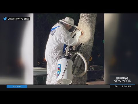 Police remove 15k honey bees found inside a tree in Queens