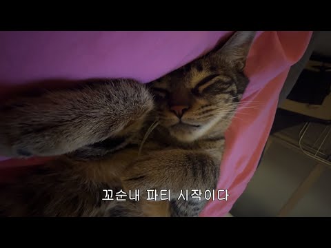 애기를 기절시킨 장난감 3대장