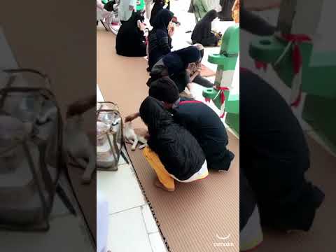 Bilal Manal playing with Cat